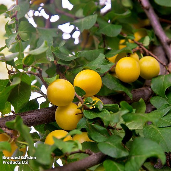 Cherry plum (Hedging)