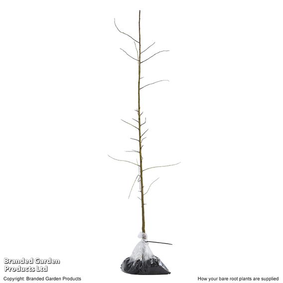 Cherry plum (Hedging)