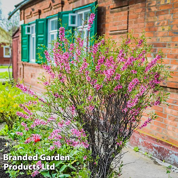 Prunus tenella 'Fire Hill'