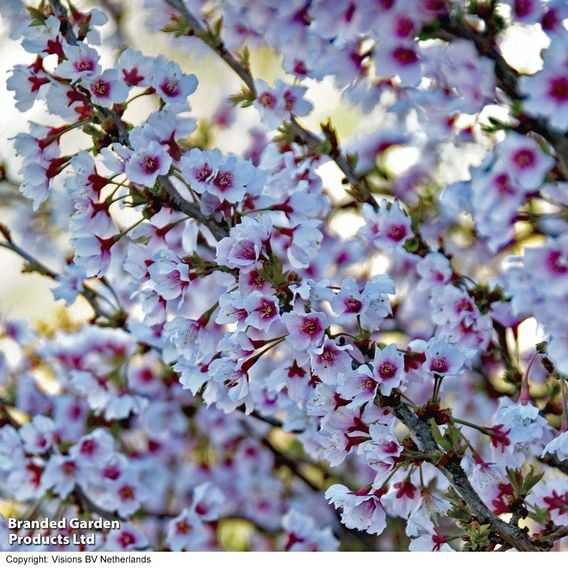 Prunus incisa 'Kojo-No-Mai'