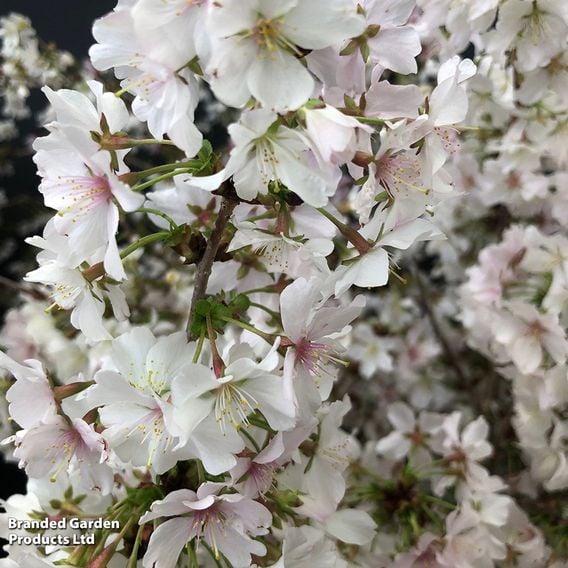 Prunus incisa 'Kojo-No-Mai'