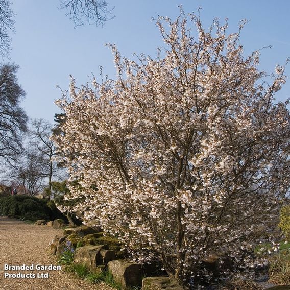 Prunus incisa 'Kojo-No-Mai'