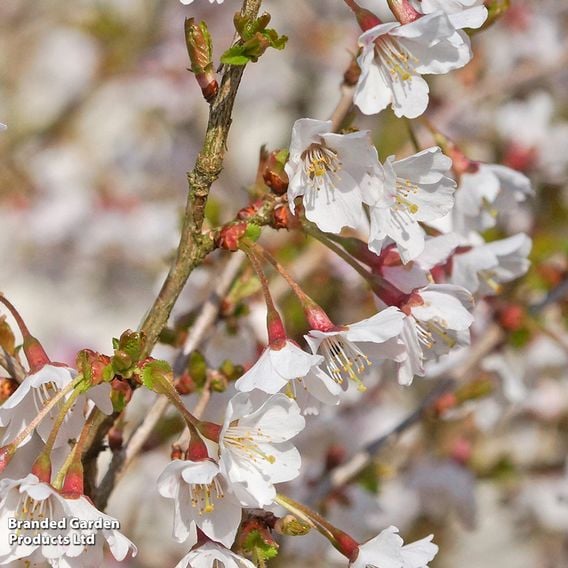 Prunus incisa 'Kojo-No-Mai'