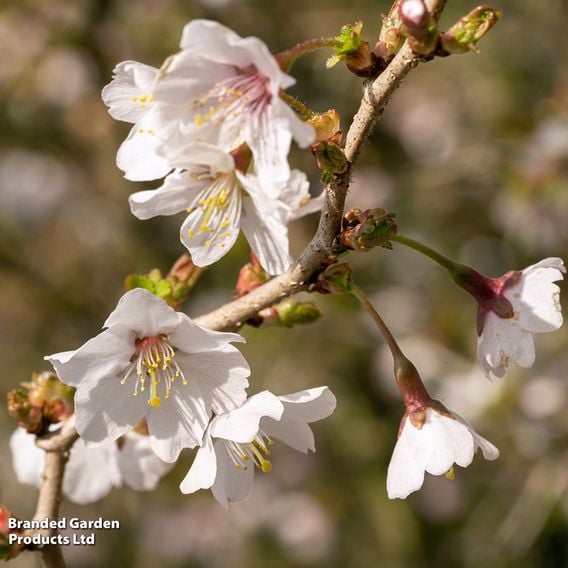 Prunus incisa 'Kojo-No-Mai'