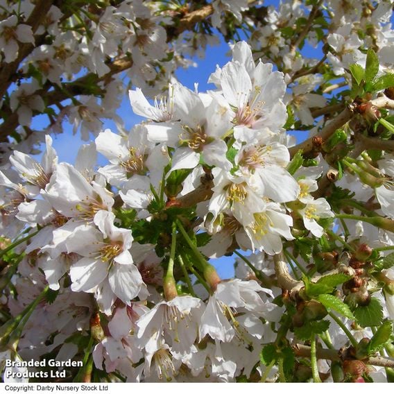 Prunus incisa 'Kojo-No-Mai'