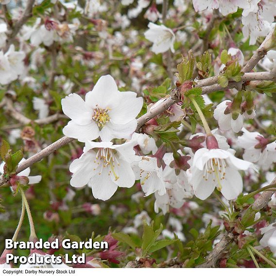 Prunus incisa 'Kojo-No-Mai'