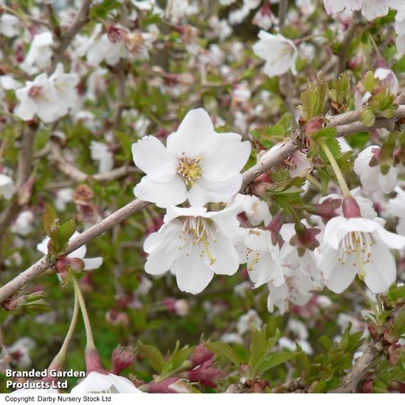 Prunus incisa 'Kojo-No-Mai'