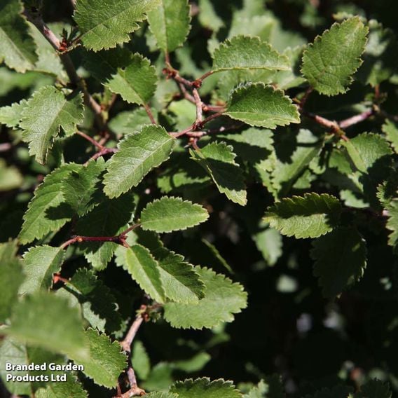 Prunus incisa 'Kojo-No-Mai'