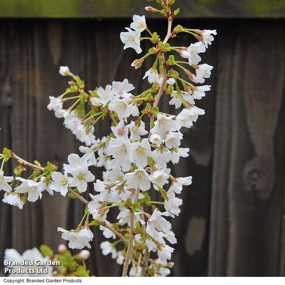 Prunus incisa 'Kojo-No-Mai'