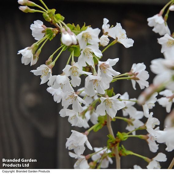 Prunus incisa 'Kojo-No-Mai'