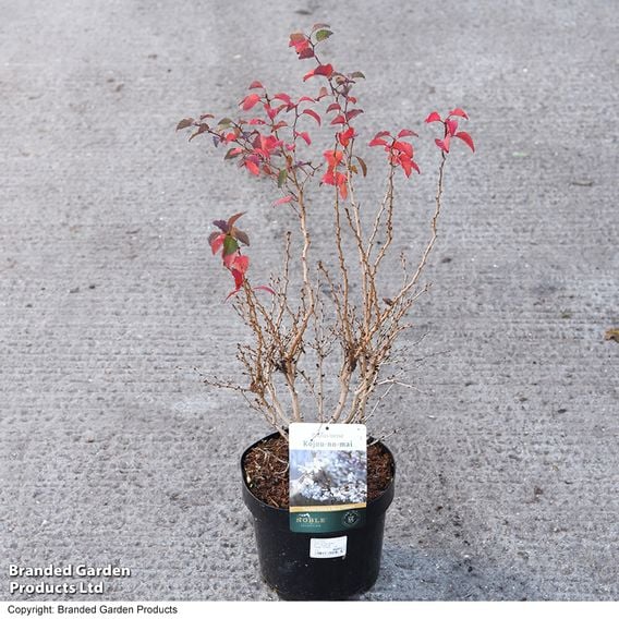 Prunus incisa 'Kojo-No-Mai'