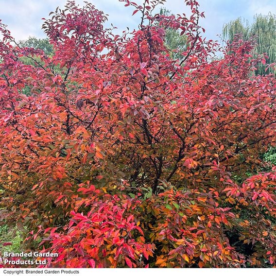 Prunus incisa 'Kojo-No-Mai'