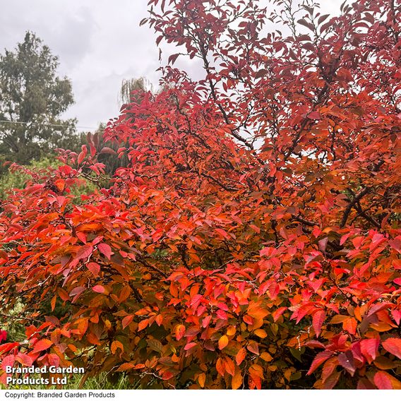 Prunus incisa 'Kojo-No-Mai'