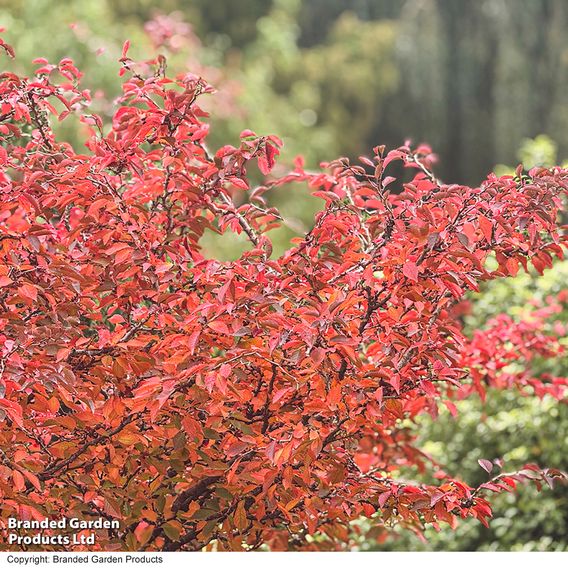 Prunus incisa 'Kojo-No-Mai'