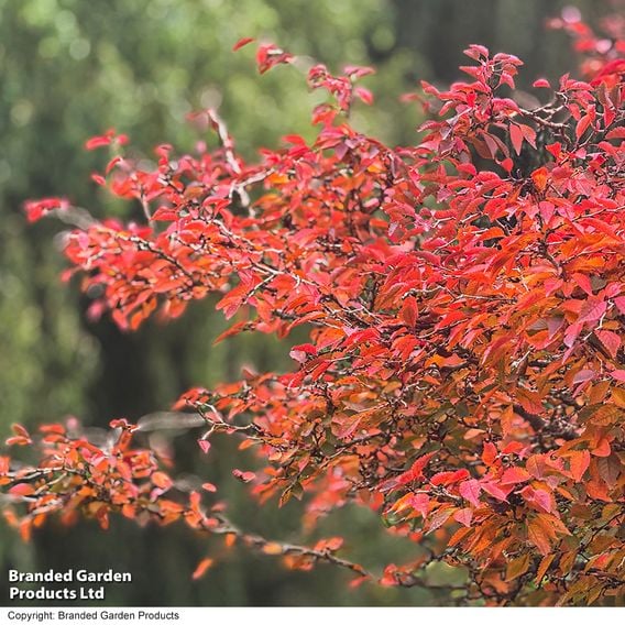 Prunus incisa 'Kojo-No-Mai'