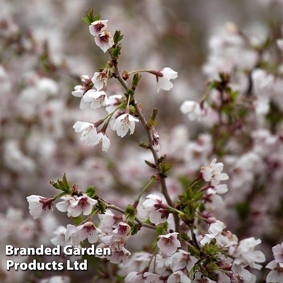 Prunus incisa 'Kojo-No-Mai'