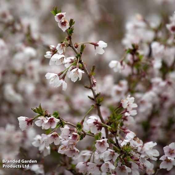 Prunus incisa 'Kojo-No-Mai'