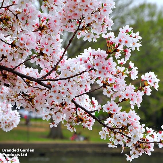 Prunus incisa 'Kojo-No-Mai'