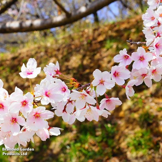 Prunus incisa 'Kojo-No-Mai'