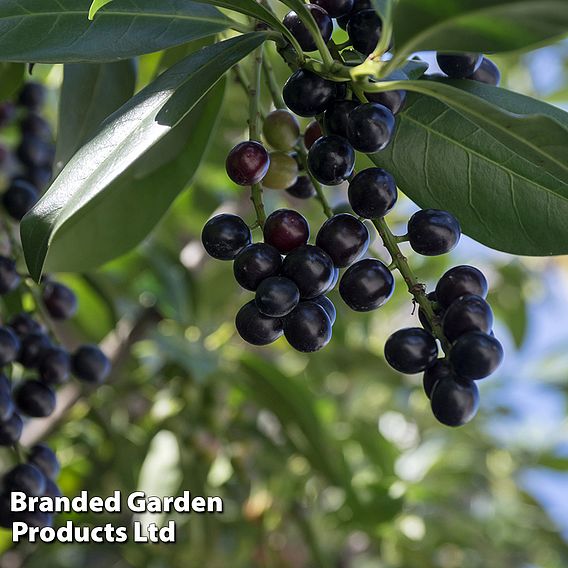 Prunus laurocerasus 'Novita'