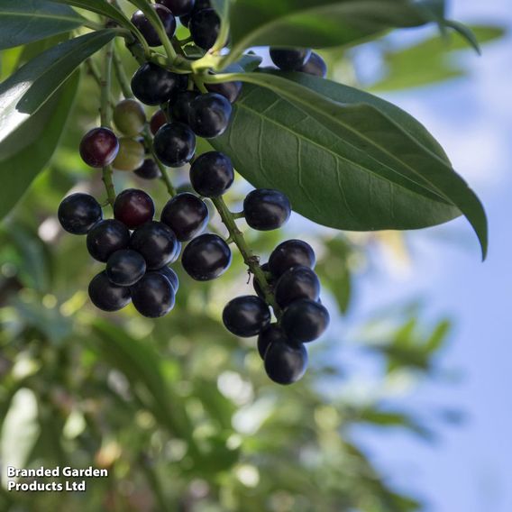 Cherry Laurel (Potted Hedging)