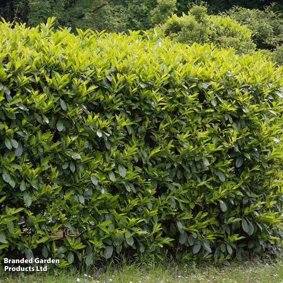 Cherry Laurel (Potted Hedging)