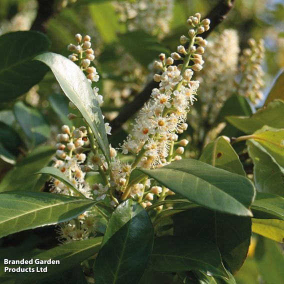 Cherry Laurel (Potted Hedging)