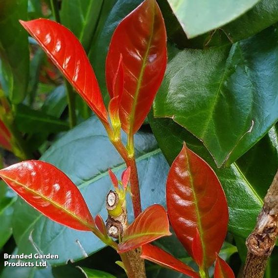 Cherry Laurel (Potted Hedging)