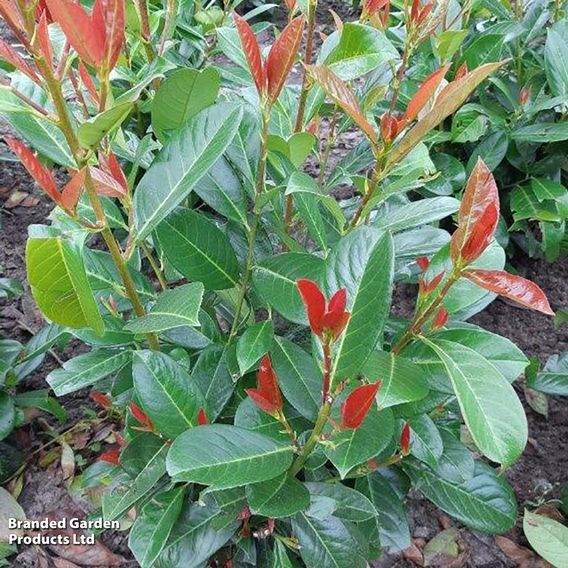 Cherry Laurel (Potted Hedging)