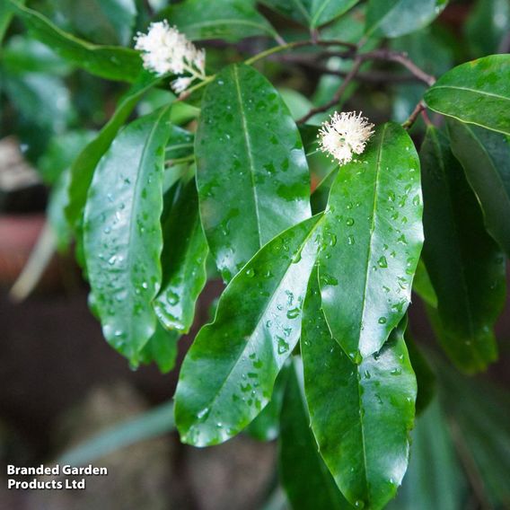Cherry Laurel (Potted Hedging)