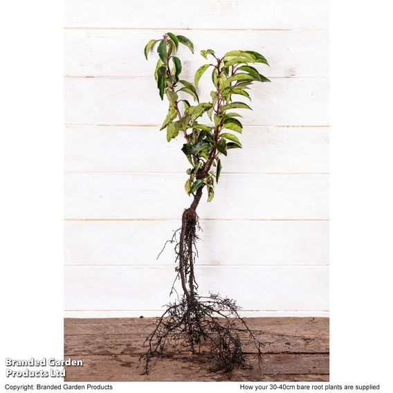 Prunus lusitanica 'Angustifolia' (Hedging)