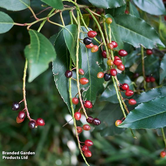 Prunus lusitanica 'Angustifolia' (Hedging)