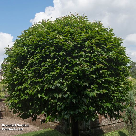 Prunus lusitanica 'Angustifolia' (Hedging)