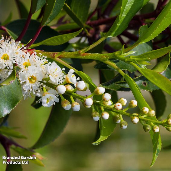 Prunus lusitanica 'Angustifolia' (Hedging)