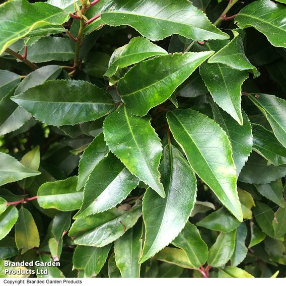 Prunus lusitanica 'Angustifolia' (Hedging)