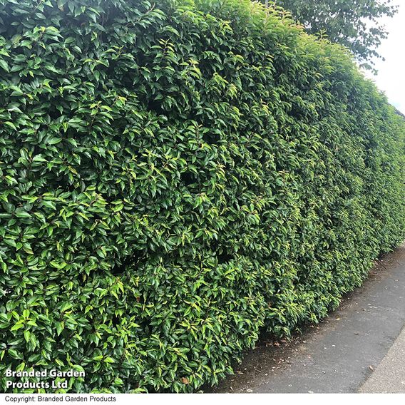 Prunus lusitanica 'Angustifolia' (Hedging)