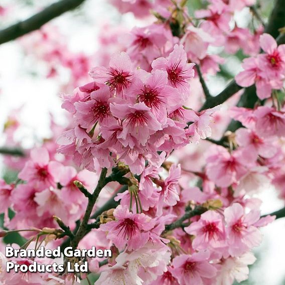 Prunus nipponica var. kurilensis 'Ruby'