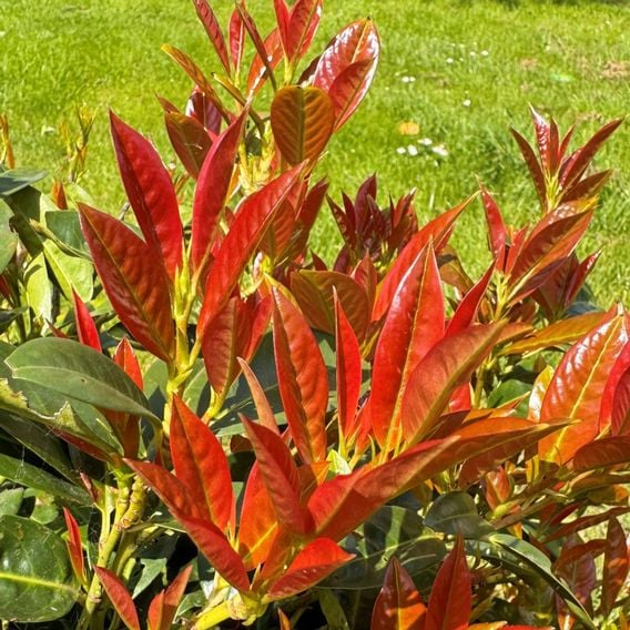 Prunus laurocerasus 'On Fire'