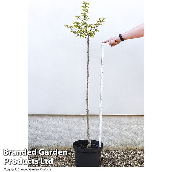Prunus incisa 'Oshidori'