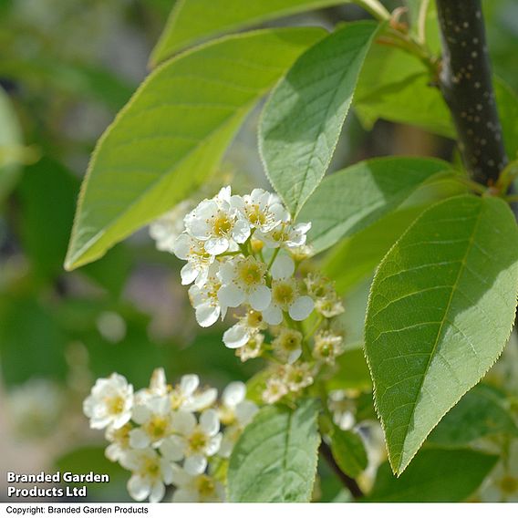 Prunus padus 'Le Thoureil'