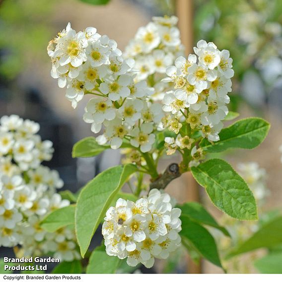 Prunus padus 'Le Thoureil'