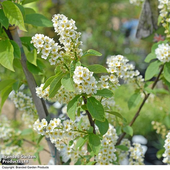 Prunus padus 'Le Thoureil'