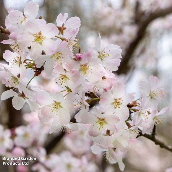 Prunus 'Pandora' (Mature Tree)