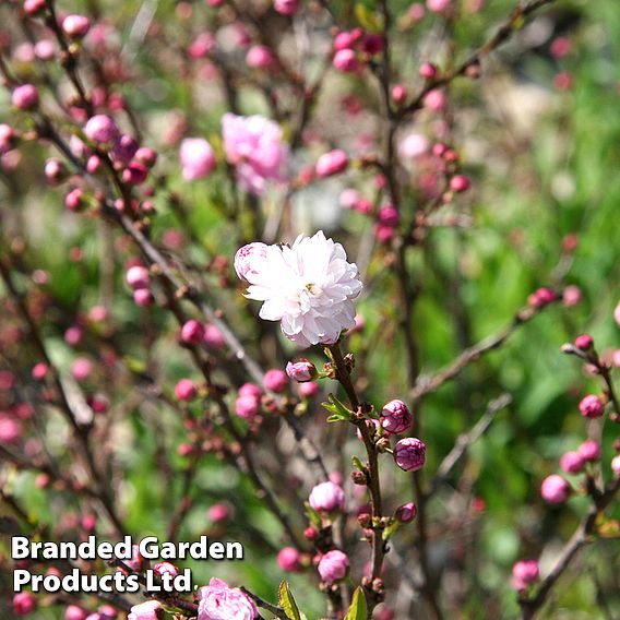 Prunus glandulosa 'Rosea Plena'