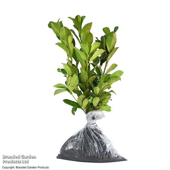 Cherry Laurel (Potted Hedging)