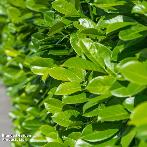Cherry Laurel (Potted Hedging)