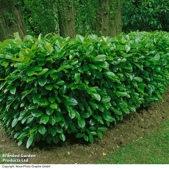 Cherry Laurel (Potted Hedging)