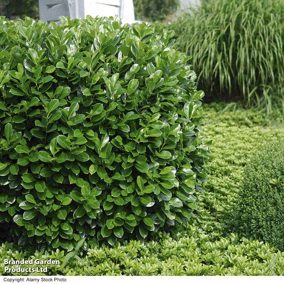 Cherry Laurel (Potted Hedging)