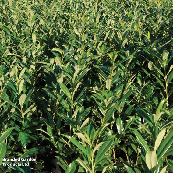 Cherry Laurel (Potted Hedging)