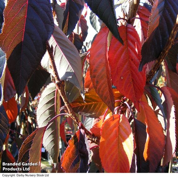Prunus 'Royal Burgundy' (Mature Tree)